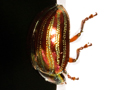 Chrysolina americana